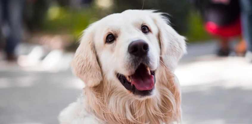Ecco i cani che assistono i disabili
